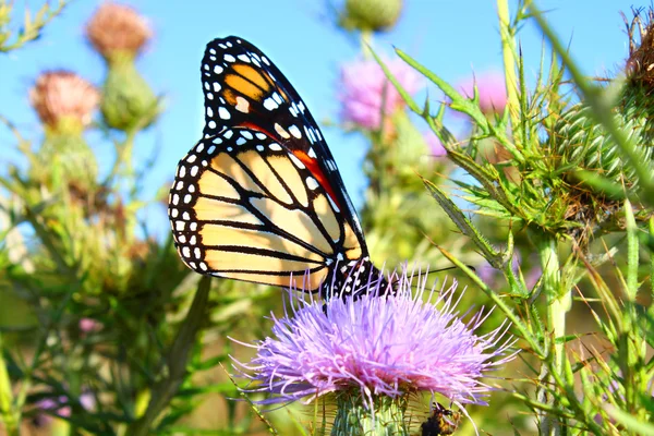 Monarch Butterfly (Danaus plexippus) — Stock Photo, Image