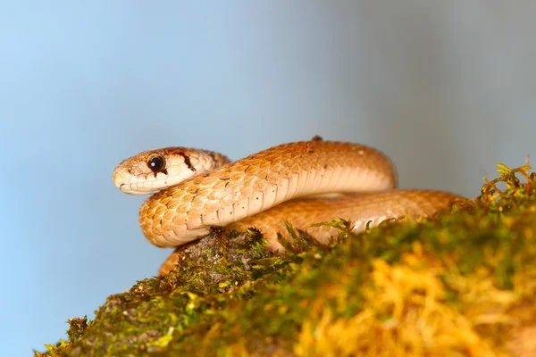 Brązowy wąż (Storeria dekayi) — Zdjęcie stockowe
