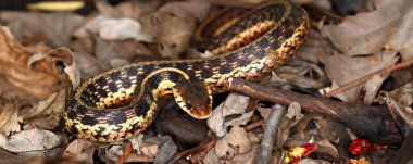 Garter yılanı (Thamnophis sirtalis)