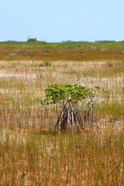 everglades, mangrovlar