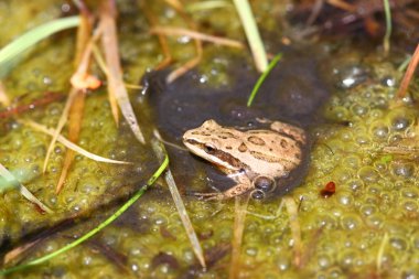 Western Chorus Frog (Pseudacris triseriata) clipart
