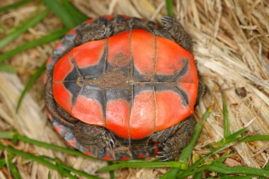 Painted Turtle (Chrysemys picta) clipart