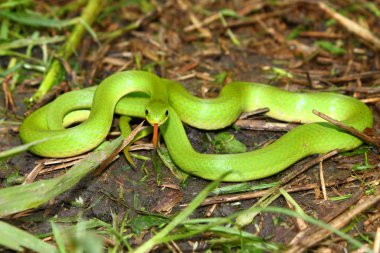 Smooth Green Snake (Opheodrys vernalis) clipart