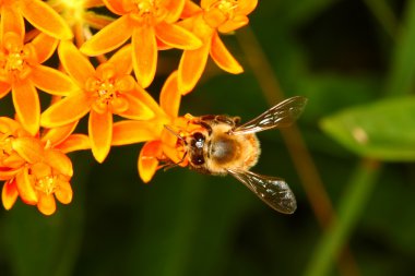 Çiçekteki bal arısı