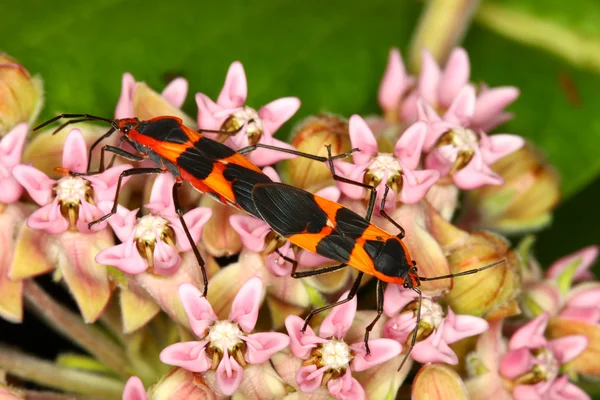 Bug d'asclépiade (Oncopeltus fasciatus) ) — Photo