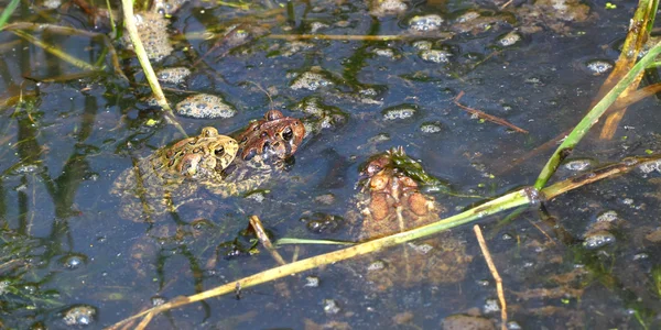 Американская жаба (Bufo americanus ) — стоковое фото