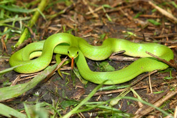 Soepele Snake, Green Snake (Opheodrys zwemkrab) — Stockfoto