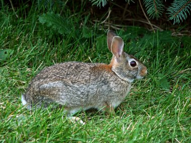 Doğu Pamuk Kuyruklu Tavşan (Sylvilagus Floridanus)