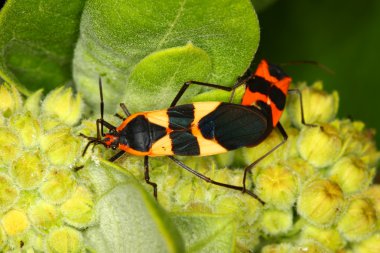 Süt kardeş hata (Oncopeltus fasciatus)