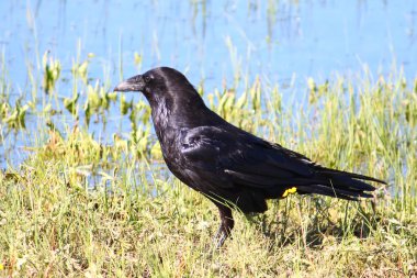 Raven (Corvus corax) in Yellowstone clipart