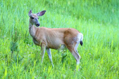 Mule Deer (Odocoileus hemionus) clipart