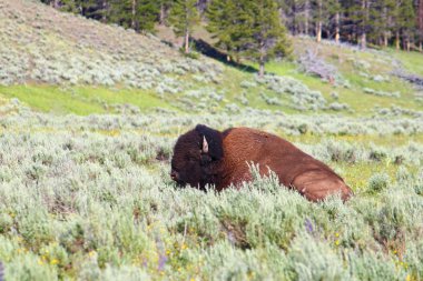 bizon Yellowstone