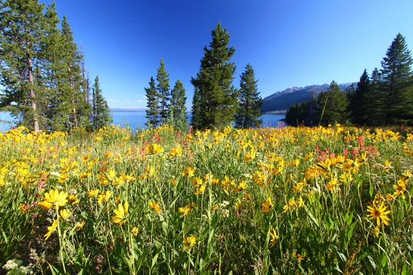 Wilde bloemen in de grand Tetons boven u uit — Stockfoto