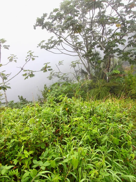 有雾的波多黎各雨林 — 图库照片