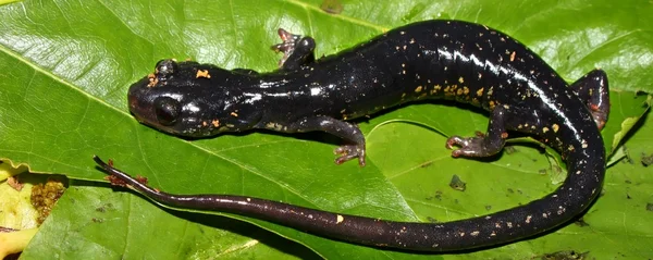 Слизистая саламандра (Plethodon glutinosus ) — стоковое фото