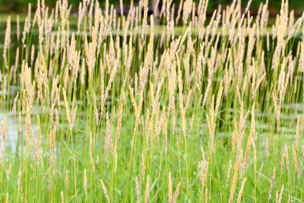 Reed Grama Canária (Phalaris arundinacea ) — Fotografia de Stock