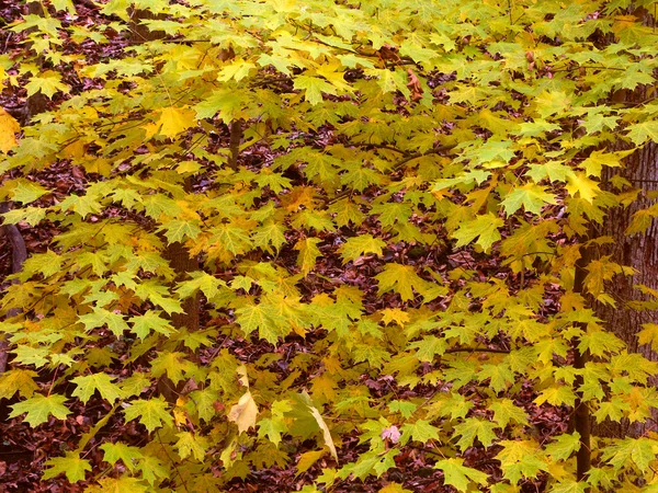 Fall Leaf Background — Stock Photo, Image