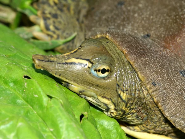 Taggig Softshell sköldpadda (Apalone spinifera) — Stockfoto