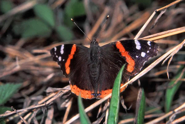 Amiral rouge Butterfly (Vanessa atalanta) — Photo
