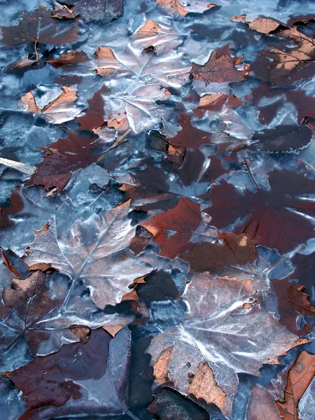 Padrão de folha congelada — Fotografia de Stock