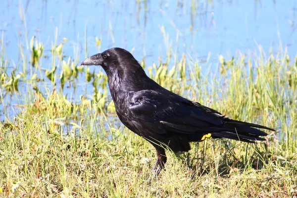 黄石国家公园里的乌鸦 (渡鸦) — 图库照片