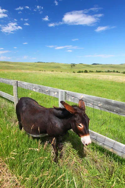Bedelen burro - custer state park — Stockfoto