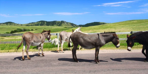 Žebrání osly - custer státní park — Stock fotografie