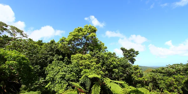 El yunque floresta nacional — Fotografia de Stock