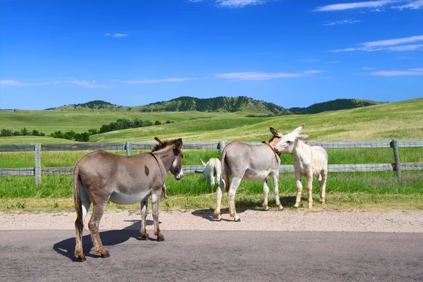 Begging Burros - Custer State Park — Stock Photo, Image