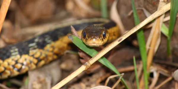 Couleuvre rayée (Thamnophis sirtalis) ) — Photo