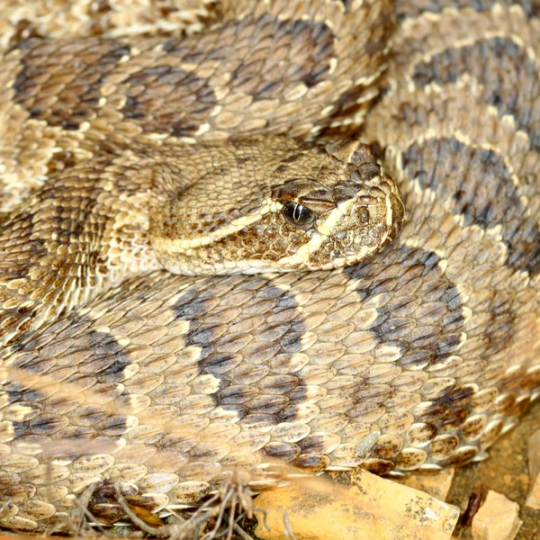 Serpiente de cascabel de pradera (Crotalus viridis ) —  Fotos de Stock