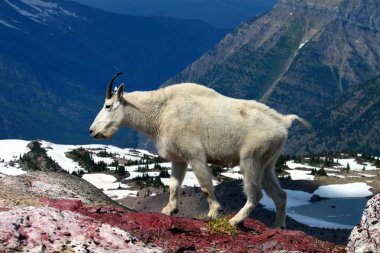 Mountain Goat (Oreamnos americanus) clipart