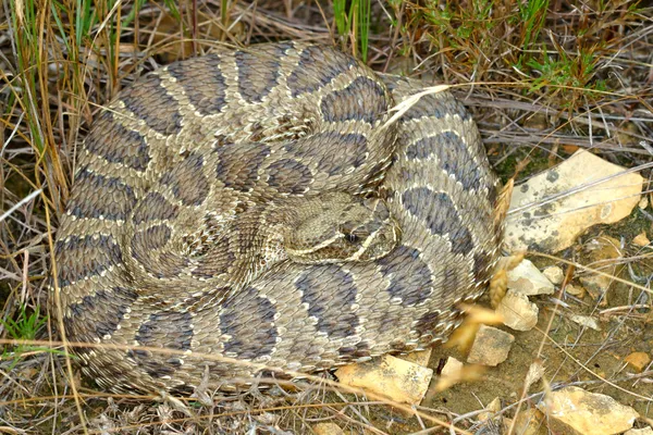 Гримуча змія Prairie (Гримучник зелений) — стокове фото
