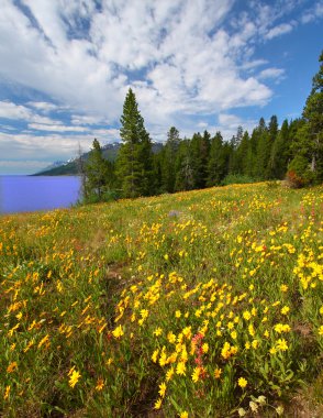 grand tetons, kır çiçekleri