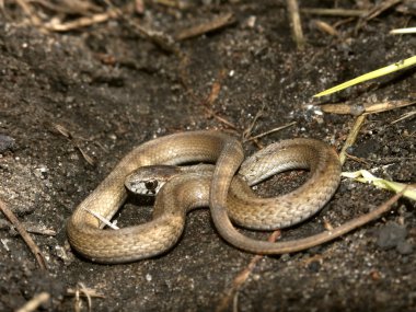 Brown Snake (Storeria dekayi) clipart