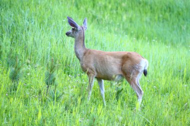 Mule Deer (Odocoileus hemionus) clipart