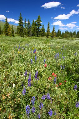 Bighorn National Forest Wildflowers clipart