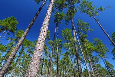 Pine Flatwoods - Florida clipart