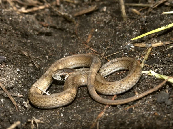 브라운 뱀 (Storeria dekayi) — 스톡 사진