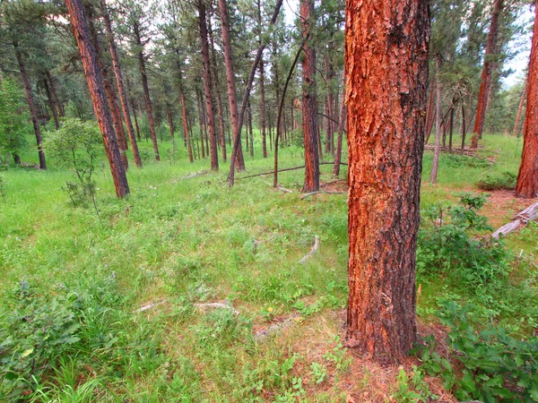 Forêt nationale de Black Hills — Photo