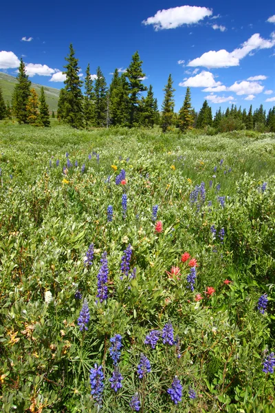 Kwiaty Las Narodowy Bighorn — Zdjęcie stockowe