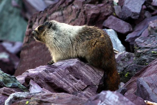 Hoary Marmot (Marmota caligata) — Stock Photo, Image