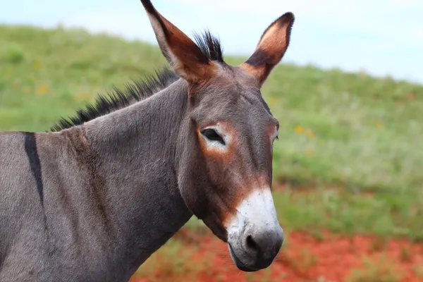 Tiggeri burro - custer state park — Stockfoto