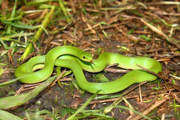 Smooth Green Snake (Opheodrys vernalis) — Stock Photo, Image