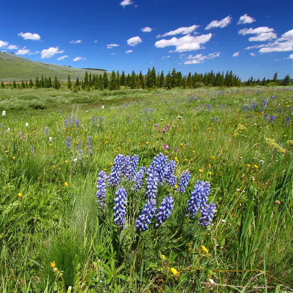 Bighorn nasjonalskog Wildflowers – stockfoto