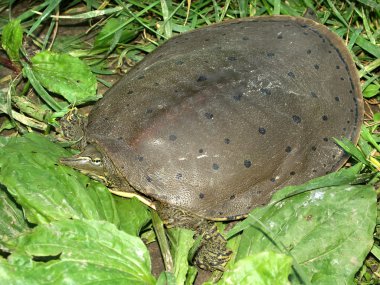 Dikenli kaplumbağası (Apalone spinifera)