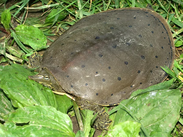Spiny Softshell Turtle (Apalone spinifera) — Stock Photo, Image
