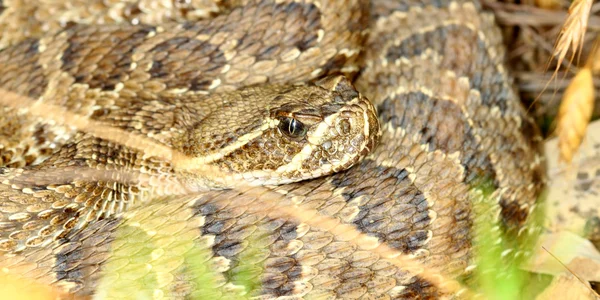 Serpente a sonagli (Crotalus viridis ) — Foto Stock