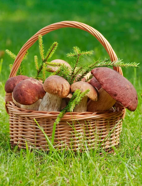 stock image Basket full of mushrooms