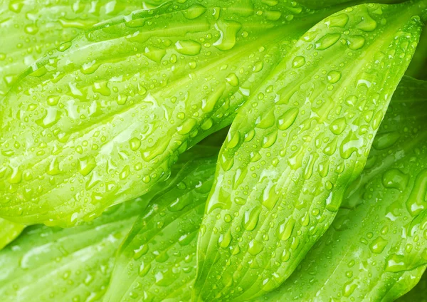 stock image Green leafs background